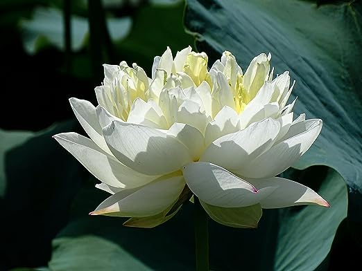 Image of Flowet Plant for Home Decor, Pooja | Large Size Flower Surely Blooming Within 45 Days lotus plant (White Peony Plant)