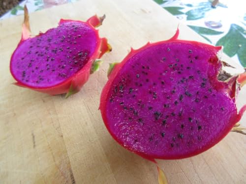 Strawberry Pear/Dragon Fruit Mature Tree Rooted Cuttings, 3 Colors, Red White Purple,Juicy, Easy Growing and Quick Fruit