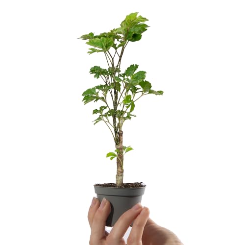 Baby Polyscias Balfouriana Butterfly | House Plants for Home Office | Grow Your Own Mini Plants | Indoor Plant in Pot