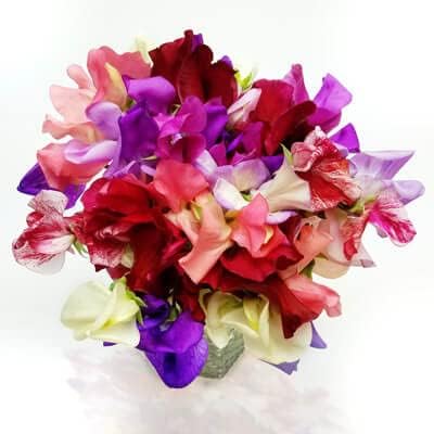 Semillas de guisante dulce  Semillas de mezcla de incienso  Sin tratar  50 semillas