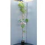 SAVINI VIVAI L'ARTE DI FARE NATURA