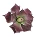 Duovlo Pack of 2 Artificial Succulent Plant 5.15 Inch Faux Succulents Agave potatorum Flower Arrangement Craft Wall DIY Materials (Dark Purple)
