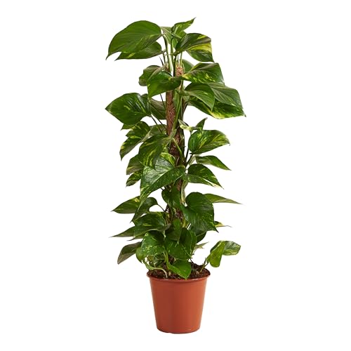 Bloomique - Epipremnum Aureum - Mit Moosstange - Drachenefeu - Kletterpflanzen - Zimmerpflanzen - Luftreinigend - 70-90 cm hoch - 19 cm Topf