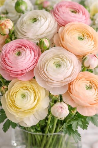 Pastel Ranunculus Flower Bulb Mix 50 Premium Bulbs for Planting | Romantic Light Colors | Easy to Grow Perennials for Garden Beds Pots & Borders - Romantic Color