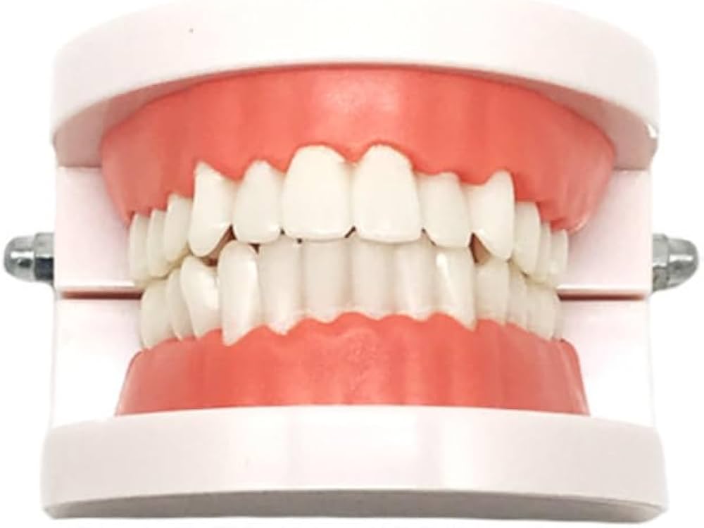 教育用 歯模型 上下顎 Amazon.co.jp: Itisyou 歯模型 歯の模型 人体模型 おもちゃ 歯形