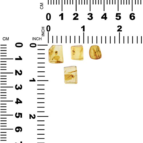 Starborn Baltischer Bernstein mit Insekteneinschluss – einteilig