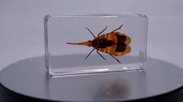 Image of 2.9 inch Real Lanternfly Cicada in Crystal Clear Lucite Resin Paperweight Specimen Preserved Pyrops Candelaria Insect Taxidermy Crafts Collection for Biology Science Education & Desk Display Supplies