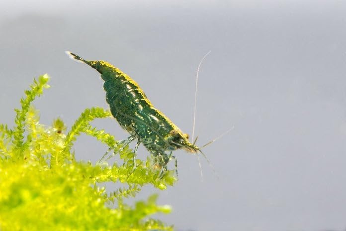 SubstrateSource Neocaridina davidi Green Jade Shrimp for Freshwater Aquariums (10 Shrimp)
