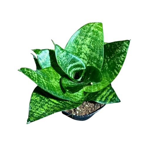 PLANTVERS Sansevieria Star in a 4" Nursery Pot - Snake