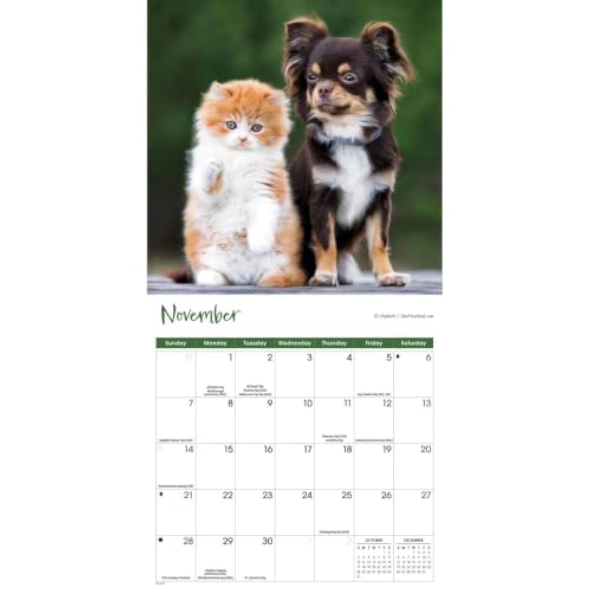 Mini Wall Calendar - Kitten and Puppy Photography