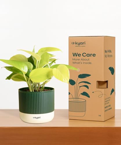 Image of Kyari Aralia Green Live Plant Indoor with Green Self Watering Pot