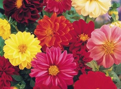 OL Seed Dahlia Mix Flower Seeds (Pack of 25)-image-33