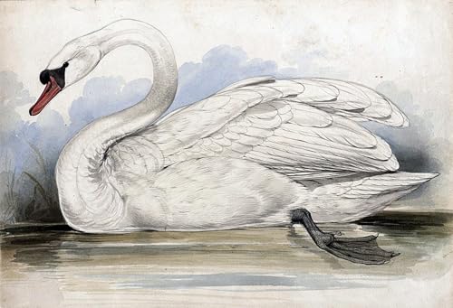 Toile pour decoration murale affiche impression d'art tableau cygne Edward Lear