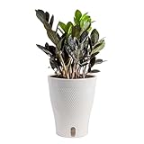 Costa Farms Raven ZZ Trending Tropicals Collection Live Indoor Plant, 12-Inch Tall, White Décor Planter