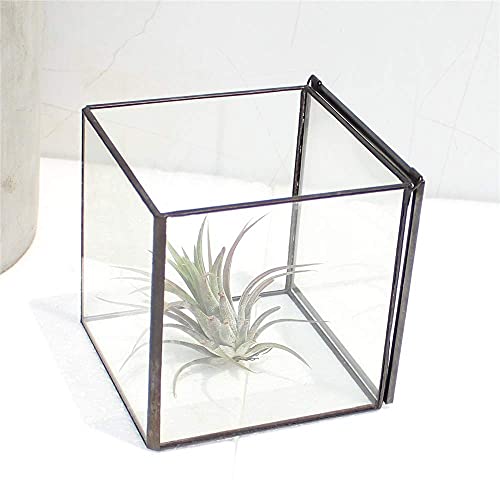 Libproqia Square Glass Terrarium With Lid Small Indoor Moss Terrarium For Plants Succulent Geometric Terrarium Box Black Small Handmade Tabletop Glass Planter Box For Desktop 4.3 X 4.3 X 4.7Inch thumb #4