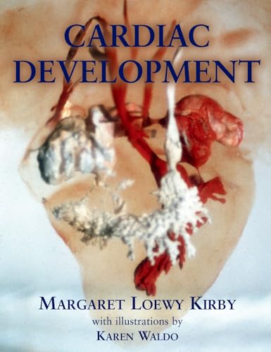 Cardiac Development view 2