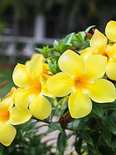 Allamanda Cathartica dorado Butterfly | 3 plantas vivas | Flores vibrantes de trompeta amarillas |...