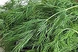 Dill Seed, Bouquet, Heirloom, Non GMO, 50 Seeds, Herb Fresh or Dried