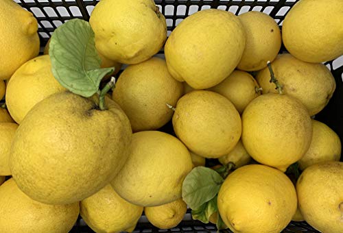 Kejora Fresh Lemons - 5 lbs box ( about 16 pcs )