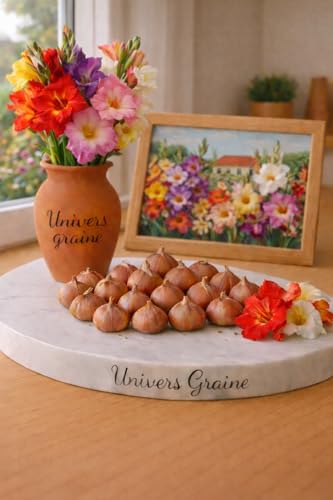 Lot de 20 Bulbes de Glaïeul - MELANGE DE COULEURS – Gladiolus – Lot de 20 bulbes calibre 8/10 – Floraison élégante et spectaculaire - Fleur Jardin -...