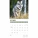 Carousel Worldwide, Wolves 2026 Square Wall Calendar