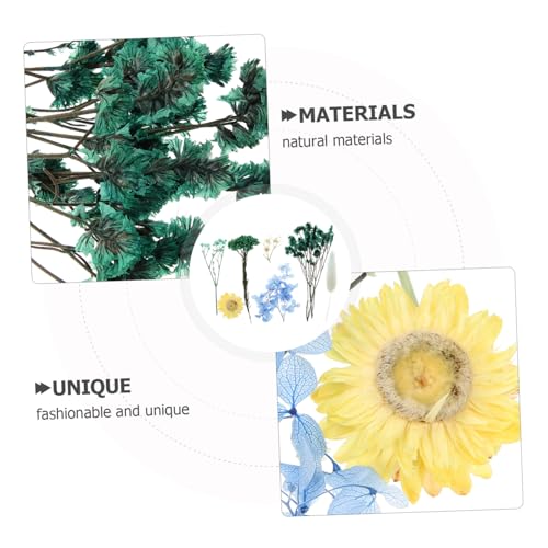 Kit de flores prensadas naturales para manualidades miniatura 6