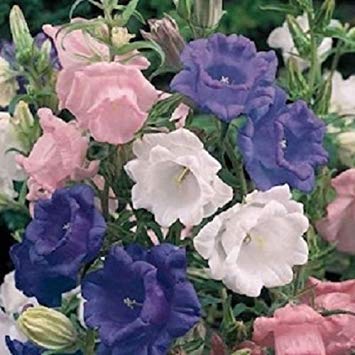 VISA STORE 50+ Cup and Saucer Mix Campanula Cantery Bells/Graines Cover