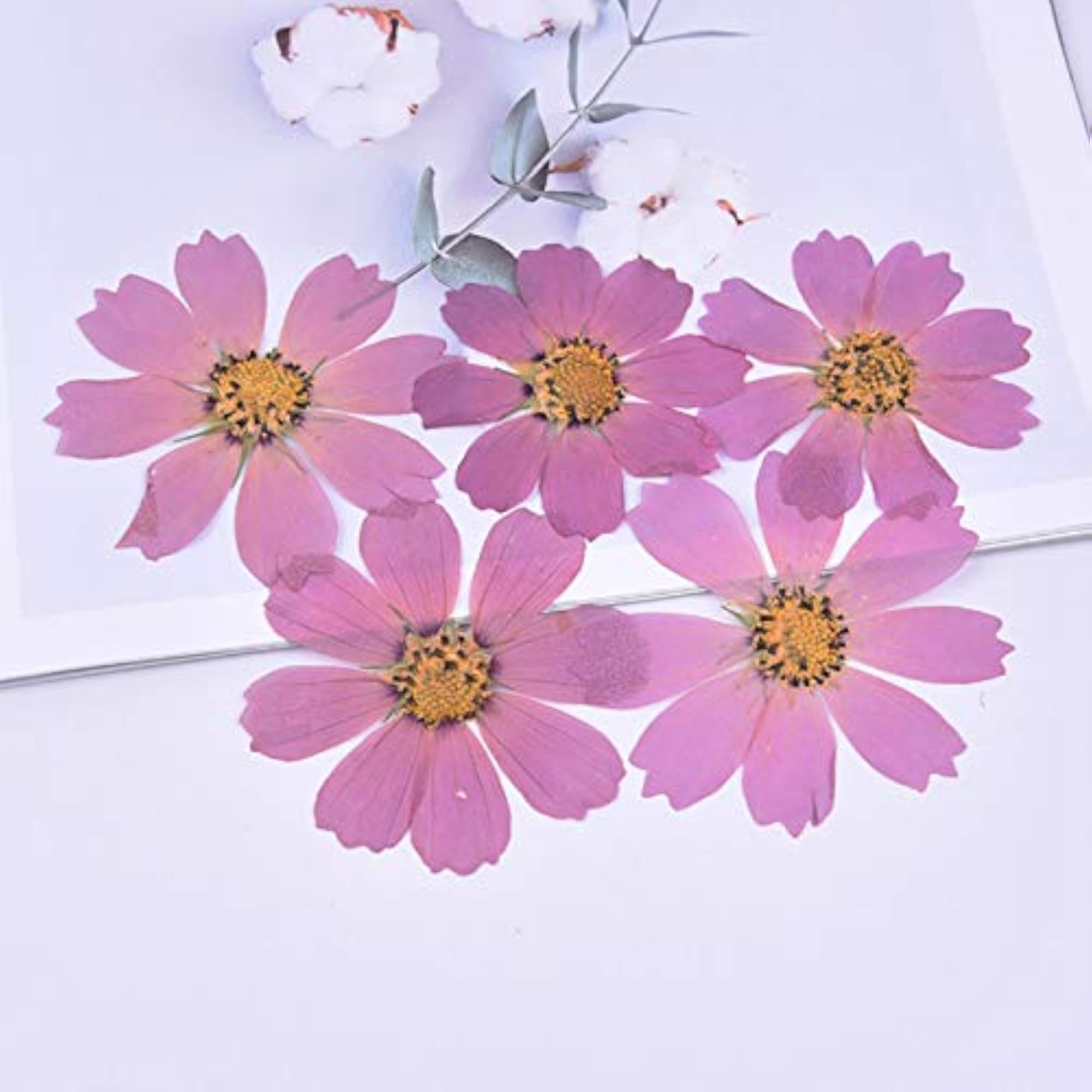 5PCS Cosmos Dried Flowers for Phone Case Crafts