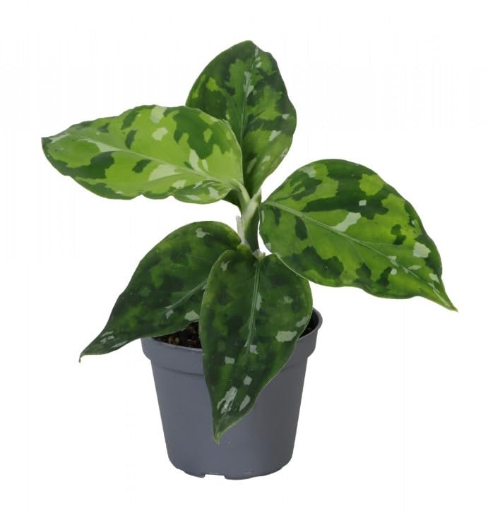 Rare Aglaonema pictus Tricolor Chinese Evergreen Indoor Plant in 6 cm Pot
