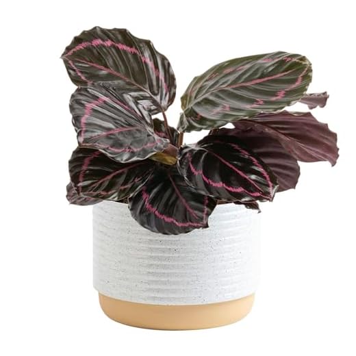 Calathea Dottie Houseplant - 12 Inches Tall