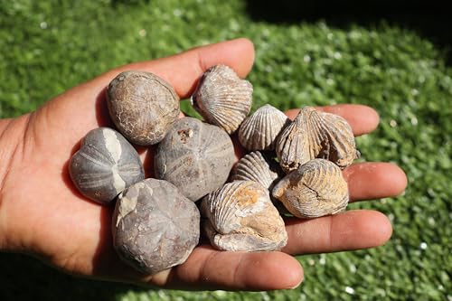 Image of Amazing Marine Fossil Collection: 4 Fossilized Sea Urchins and 6 Authentic Brachiopods, Perfect for Collectors and Natural Decor A175