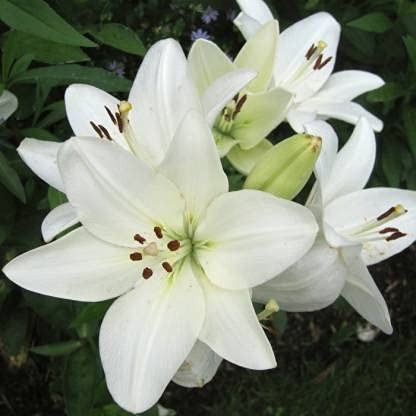 Asiatic Lily | Flower Bulbs | Suitable in Pots and Home Garden | By UDANTA SEEDS® (Pack of 2 Flower Bulbs(White)) (B09LD6BH3W) Amazon Price History, Amazon Price Tracker