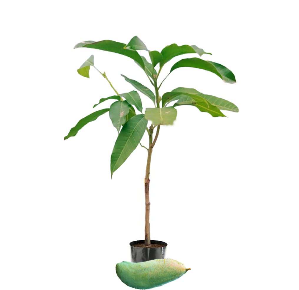 IXORA 3 Taste Three Taste Variety Grafted Mango Aam Fruit Live Plant & Tree(1.5-3 Feet Size) (B0BLZHXC2Y) Amazon Price History, Amazon Price Tracker