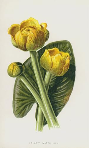 Lienzo de Ninfea gialla de Hulme 60x90cm para dar vida y color a las paredes de tu hogar