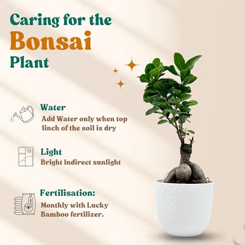 Image of Amulya Farms Bamboo Plant for Home Decoration | Combo of Bamboo Wheel in Glass Pot and Bonsai Plant | Lucky plants for Home Decor | Bonsai with Stylish Planter | Feng Shui Plant |