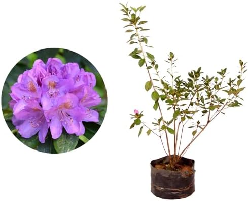 Muda de Mini Azaleia 20 a 40cm AMK - Plantas Online