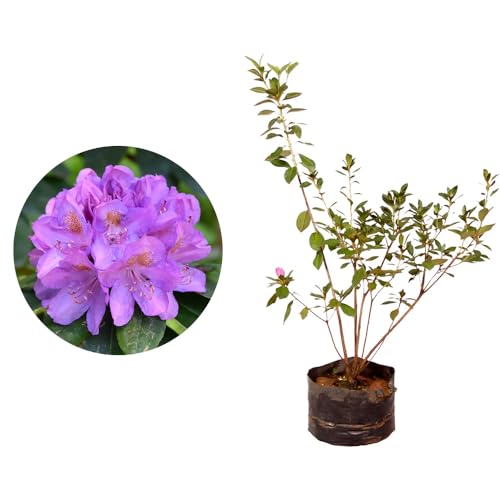AMK Jardinagem e Paisagismo, Muda de Mini Azaleia 20 a 40cm AMK -...