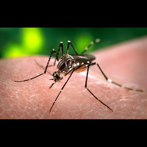 Deadly mosquito-borne virus spreads globally.