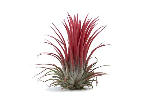Air Plant - Easy to Keep House Airplant - Tillandsia Gift Bromeliad (Ionantha Rubra)