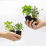 💚 ¿QUIÉNES SOMOS?: Groots es una empresa dedicada al cultivo de hierbas y hortalizas a través del innovador sistema vertical hidropónico, con el que se ahorra agua y se evitan problemas medioambientales como la erosión y la deforestación del suelo. Nuestra misión es cambiar la forma en la que cultivamos y consumimos nuestros alimentos para crear un futuro sostenible.