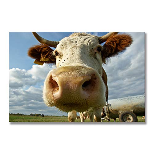 Affiche Vache des Highlands 80x120cm sans cadre peinture sur toile grand format pour salon