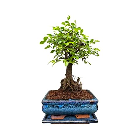 Chinese Elm Bonsai Tree Broom Style with Matching Ceramic Bonsai Tray Cover