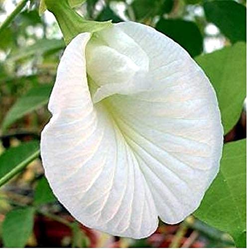 See full amazon price history chart for STUDIO SEED live plants outdoor | Aparajita Shankupushpam Butterfly Pea Flower Asian Pigeonwings Live Plant | Outdoor Plants | Home Garden Office Decoration (White) STUDIO SEED live plants outdoor | Aparajita Shankupushpam Butterfly Pea Flower Asian Pigeonwings Live Plant | Outdoor Plants | Home Garden Office Decoration (White) (B0987SDRFT) Amazon Price History, Amazon Price Tracker
