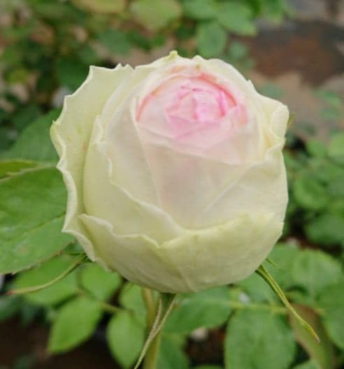 バラ苗 切り花種