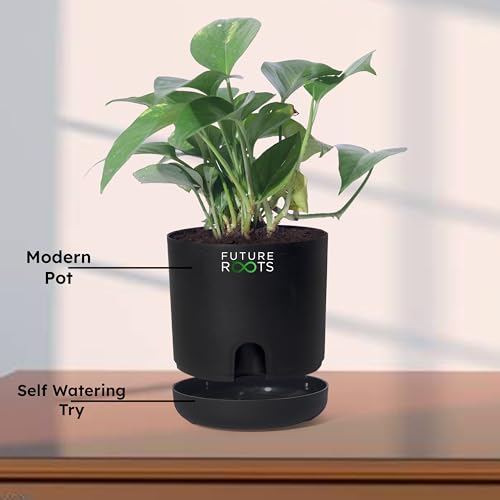 Image of Future Roots Good Luck Golden Money Plant with Self Watering Pot - Air Purifying Indoor Live Feng Shui Plant for Home, Living Room, Kitchen, Office Desk, Bedroom Decor (Black)