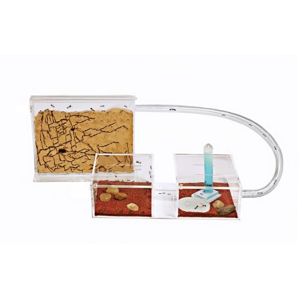 AntHole - Hormiguero de Arena Natural | Kit Completo | Hormigas Incluidas