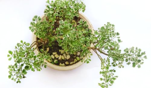 Image of Alleria Live Plant with Pot | Beautiful Flowering Ornamental Plant for Home Garden Balcony Terrace | Decorative Outdoor & Indoor Green Plant a€ inch Pack of 1
