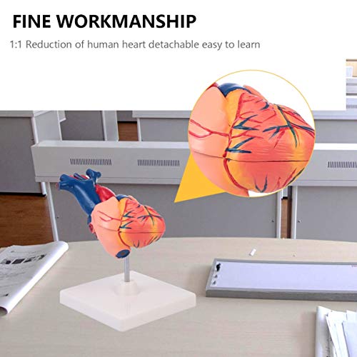 ULTECHNOVO 1: 1 Modelo AnatÃ´mico de CoraÃ§Ã£o Humano de PlÃ¡stico Preciso CoraÃ§Ã£o Estatueta de Me