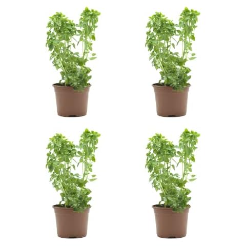 SMPLY. - Planta Albahaca - Pack 4 Cover