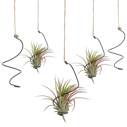 OLYCRAFT 20Pcs Black Spiral Hanging Plant Display with Jute Ropes Hanging Air Tillandsia Holder Succulent Display Container Plants Wall Holder for Small Plant Home Office Desk Decor